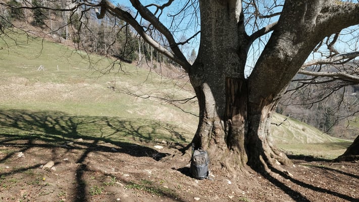 Der dickste Reigoldswiler Baum?
