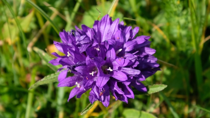 Knäuel Glockenblume