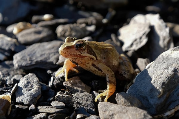Ein Hochstollen-Frosch