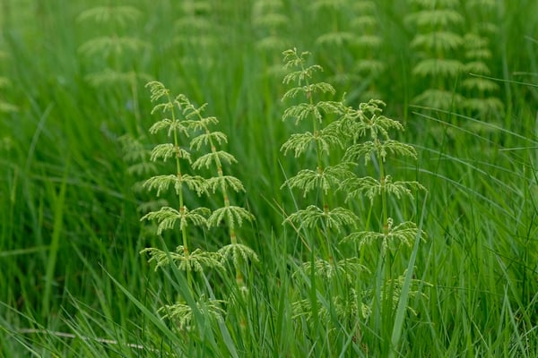 Junger Schachtelhalm