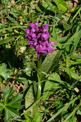 Und noch zwei Orchideen ...