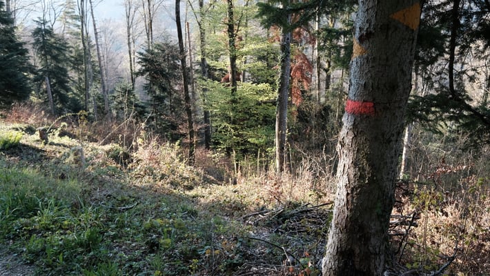 Weiter zum Sixfeld. Leider auch durch dorniges Gestrüpp.