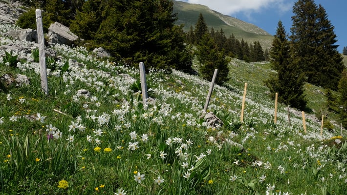 Narzissen zu tausenden