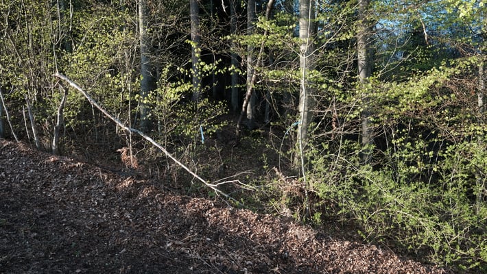 Ein blauer Bändel markiert den "Eingang" in den Wald