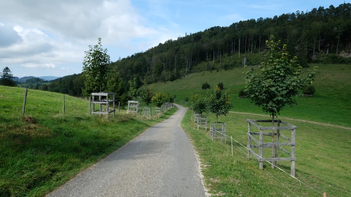 Ahornallee beim Stierenberg