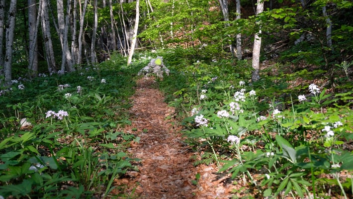 Einige Eindrücke vom Aufstieg zur Stallflue.