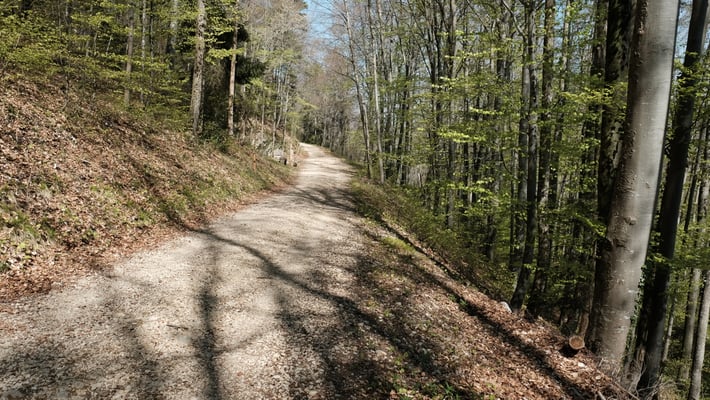 Weg unter dem Balsberg.   Die Grenze verläuft rechts unter dem Weg im Wald. Den Krampf im abhaltigen Gelände und durch Brombeergestrüpp lasse ich aus. 