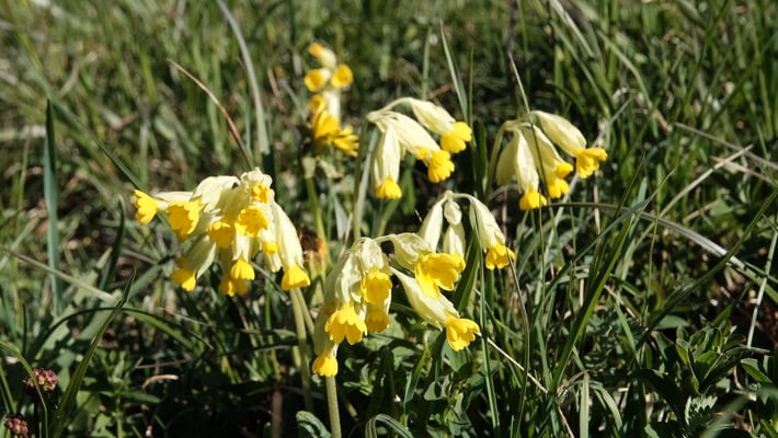 Echte Schlüsselblume. Das erfreut des Drogisten Herz.