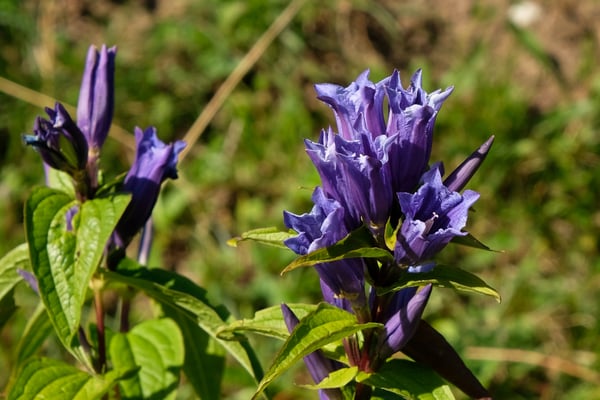 Schwalbenwurz-Enzian