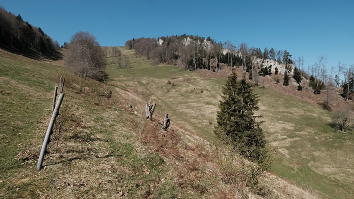 Nun geht es den Bäumen entlang hoch Richtung Vogelberg