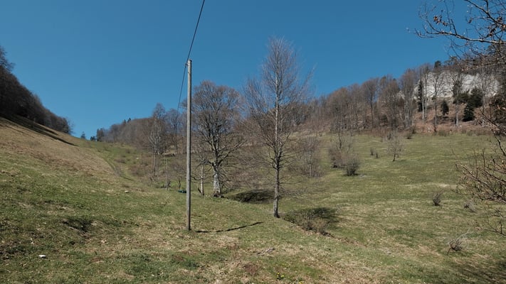 Immer der Baumreihe nach