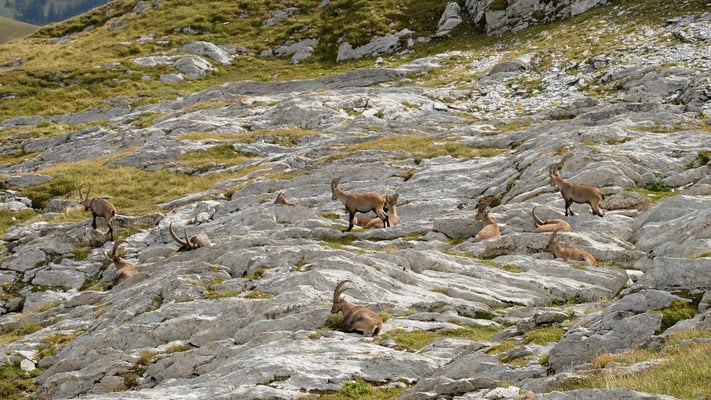 Im Abstieg vom Vanil de l'Ecri haben wir auf Plan des Eaux noch Steinböcke entdeckt