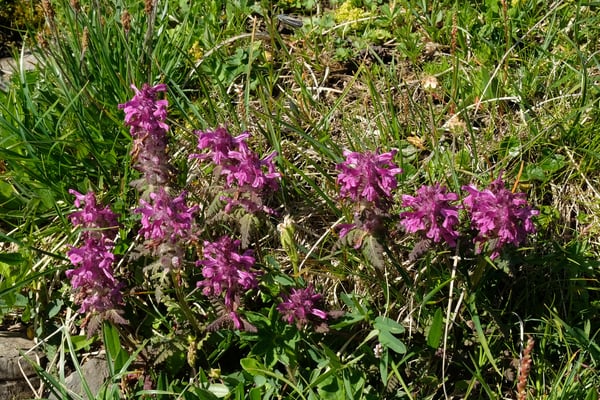 Quirlblättriges Läusekraut