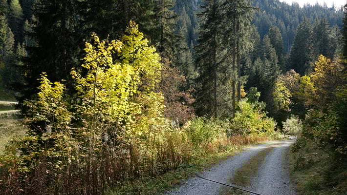 Schöne Herbstfarben
