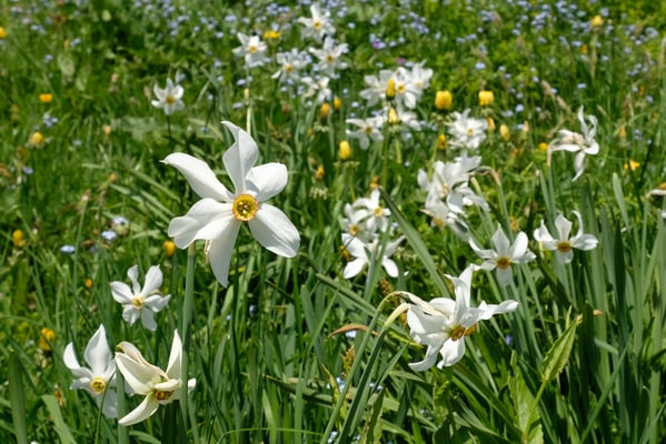 Narzissen (Narcissus radiflorus)