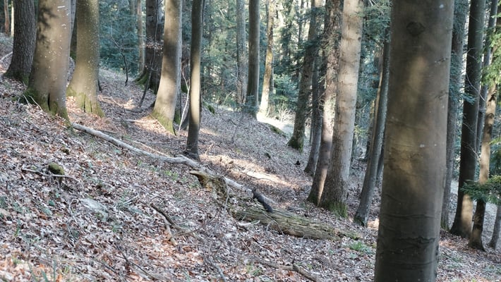 Eines von zwei Wildtieren, die ich auf meiner Wanderung gesehen habe.