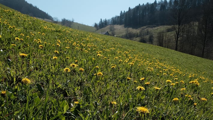 Schöne Löwenzahnwiese. Knappzu erkennen ist das Restaurant Hintere Wasserfalle