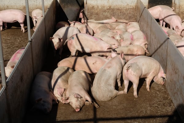 Zufrieden sünnenlnde Schweine beim Hof Gmeinalp