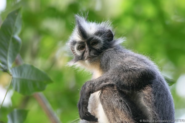 Semnopithèque de Thomas