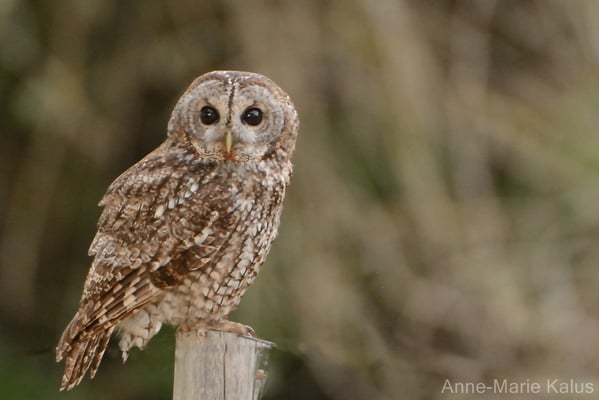 Chouette hulotte (Photo Anne-Marie Kalus)
