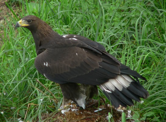Aigle royal (Image sous licence domaine public Orel Skalni)
