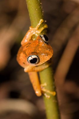 Boophis pyrrhus - Photo par Vincent Romera