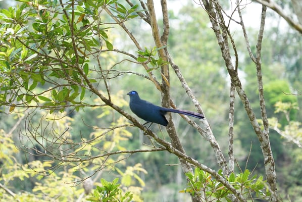 Coua bleu (Coua caerulea) - Photo Olivier Behra