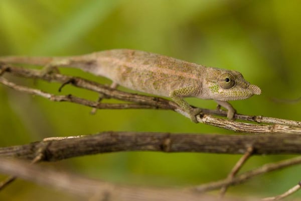 Calumma nasutum - Photo par Vincent Romera