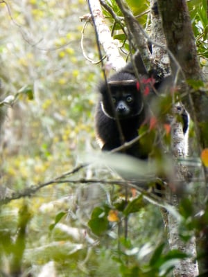 Indri indri - Photo Lorène Migeat