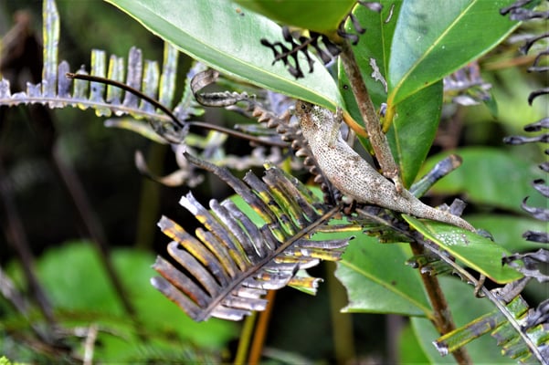 Hide and seek experts