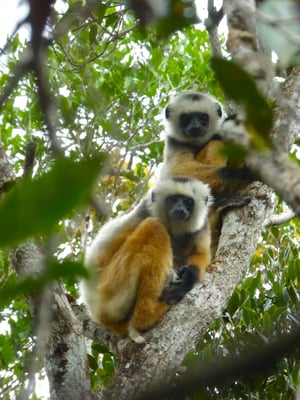 Propithecus diadema - Photo Lorène Migeat