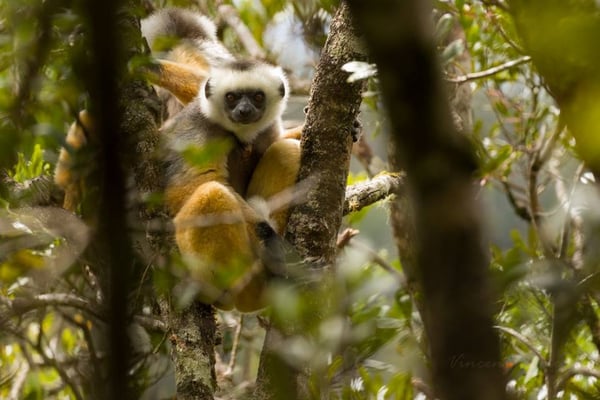 Propithecus diadema - Photo par Vincent Romera