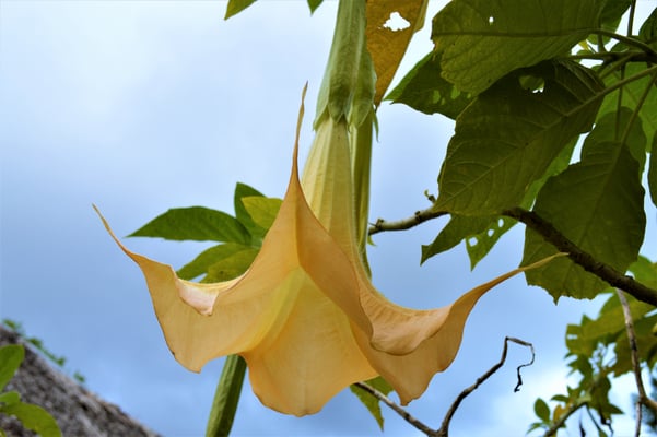 Datura or "Trompette des anges"