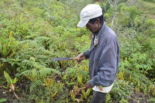 A la découverte des fruits et légumes locaux avec Rakoto