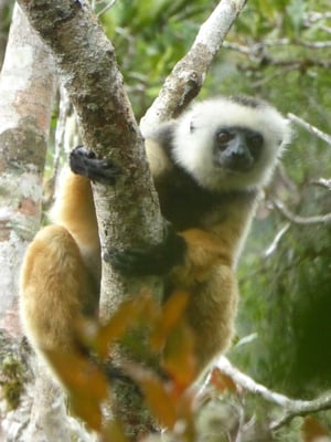 Propithecus diadema - Photo Lorène Migeat