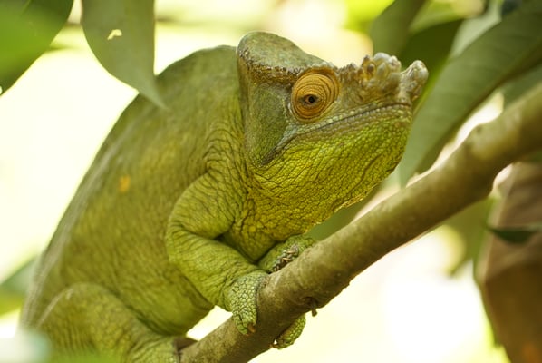 -Calumma parsonii - Photo Olivier Behra
