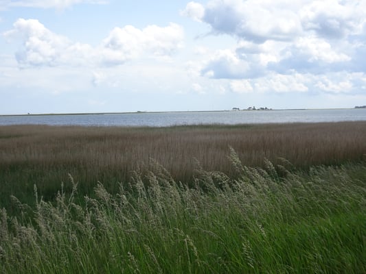 angrenzendes Schilfland mit Blick zur Schleimündung