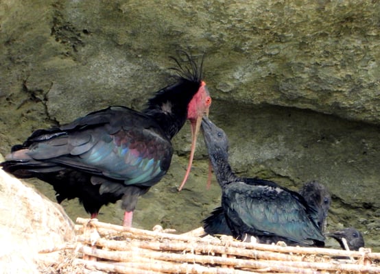 Waldrapp mit 3 Jungvögeln - 24.Juni 2024