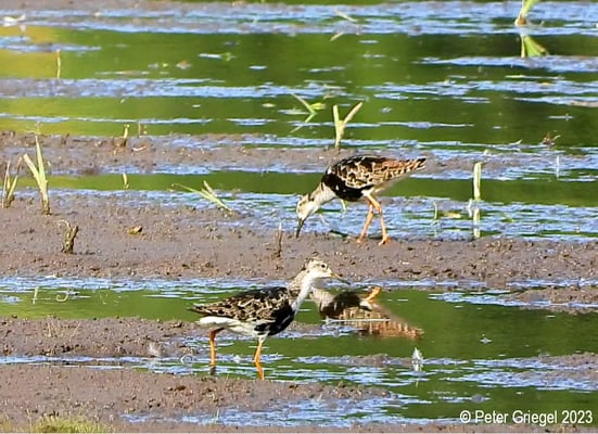 Kampfläufer in der Mauser