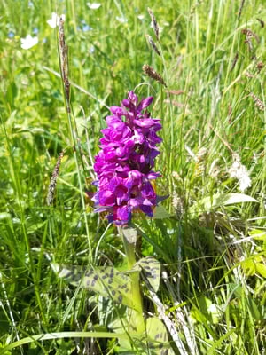 Breitblättriges Knabenkraut - Foto: Uli Kratz