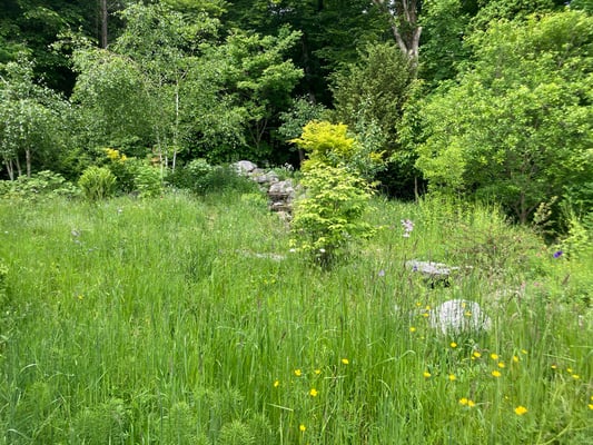 Wildblumenwiese - Foto: Edeltraud Gregor
