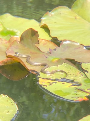 Ringelnatter - Foto: Petra Ullmann
