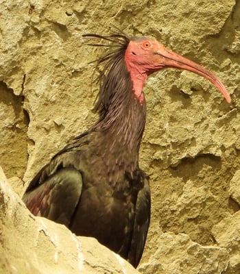 Waldrapp - 3.Juni 2024