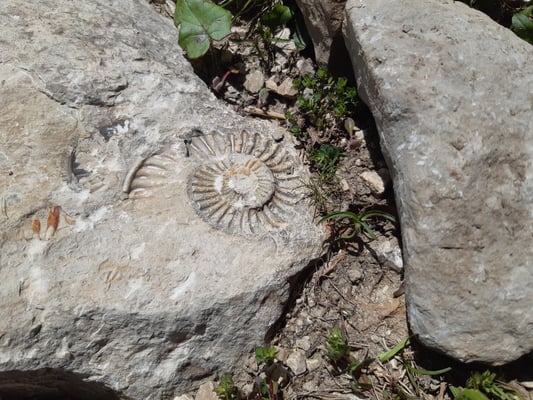 Ammonit - Foto: Birgit Kratz