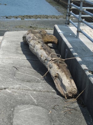 流木等の回収や漂流物の通報や注意喚起