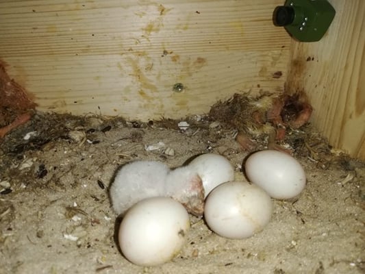 Ein frisch geschlüpftes Küken. B Reichlmeier