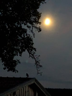 Steinkauz bei Mondschein. M Wagner