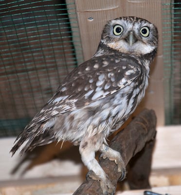 Steinkauz - J. Pesova 