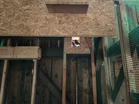 Steinkauz am Ausflugsloch aus Voliere. M Engl