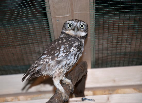 Adulter Vogel in der Voliere. A Nelson